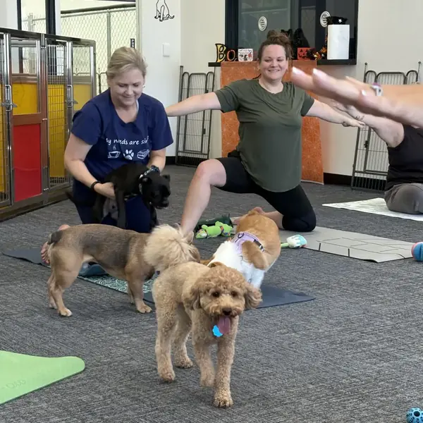 Relaxing puppy yoga session at K9 Rox Club